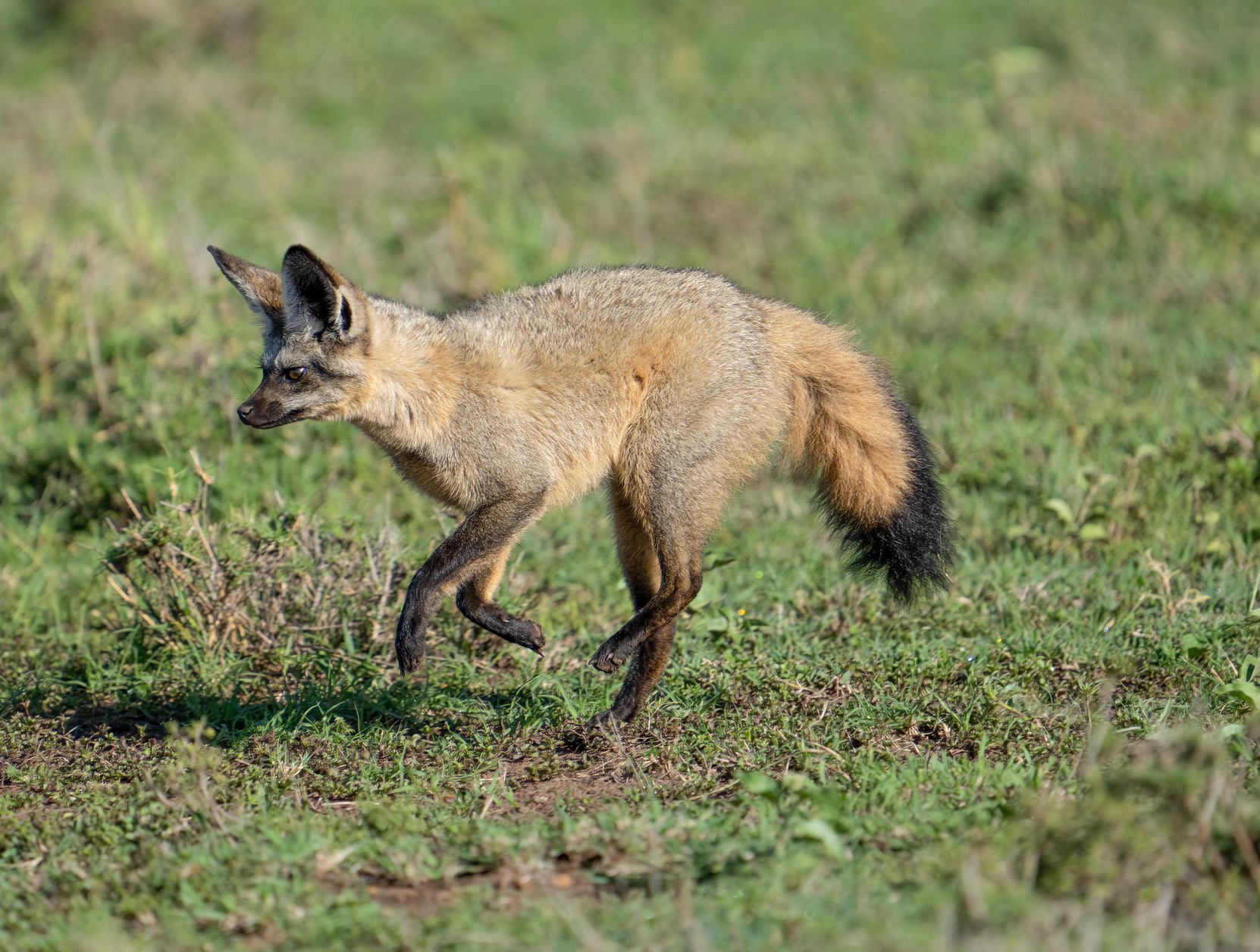 Fox walking in the grass